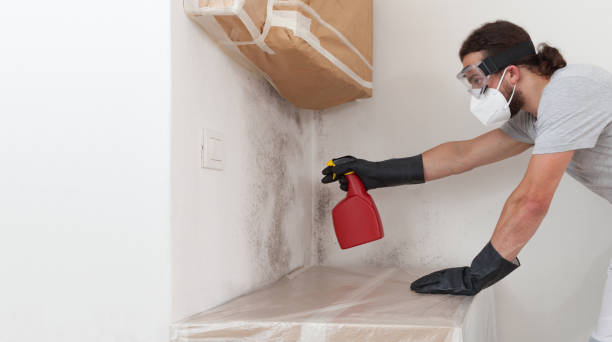 Professional Basement Mold Remediation technician working in Pacific, WA