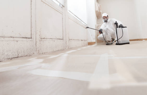 24/7 Emergency Basement Mold Remediation experts in Pacific, WA