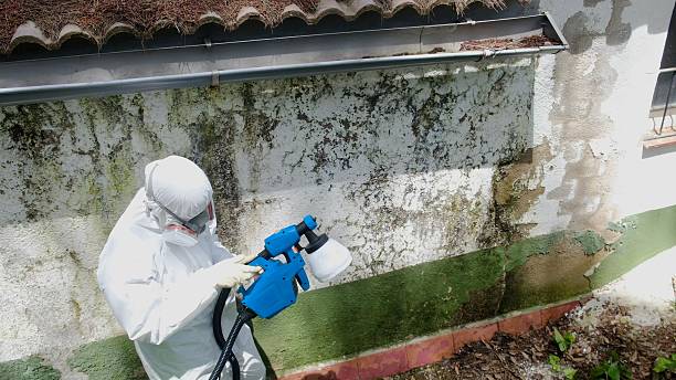 Top rated local Basement Mold Remediation specialists in Pacific, WA